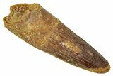 Fossil Spinosaurus Tooth - Real Dinosaur Tooth #344393-1